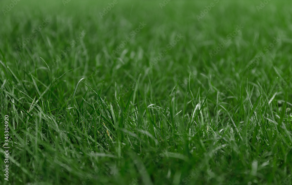 grass background 