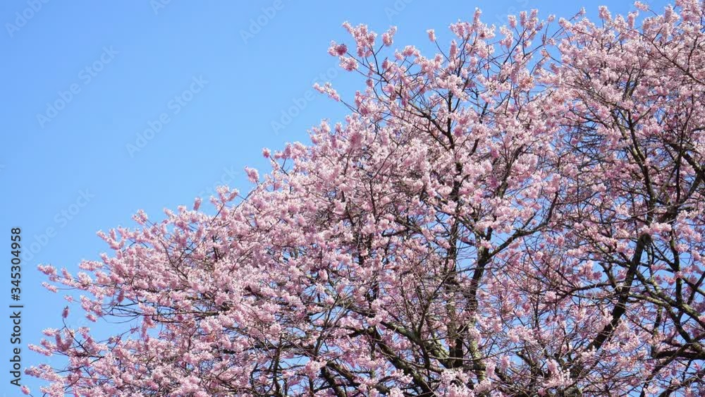 黒部のエドヒガン桜 黒部のエドヒガン桜