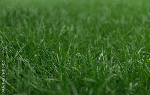 grass background 