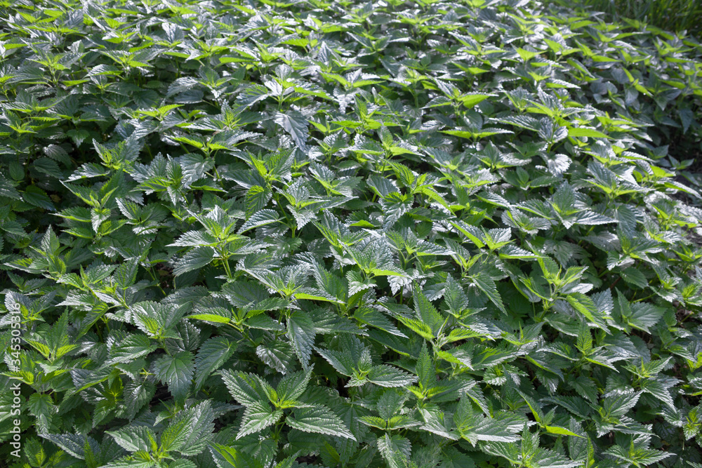 Obraz premium Stinging nettles