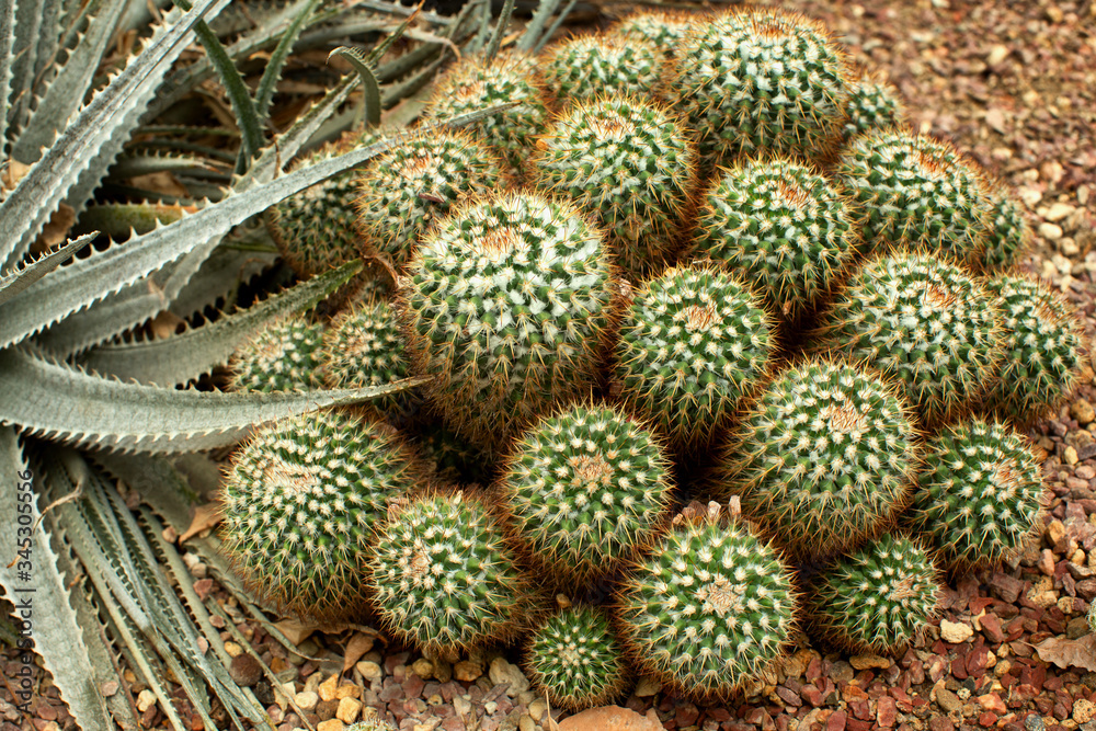 Collection of Golden Ball Cacti Collection of Golden Ball Cacti
