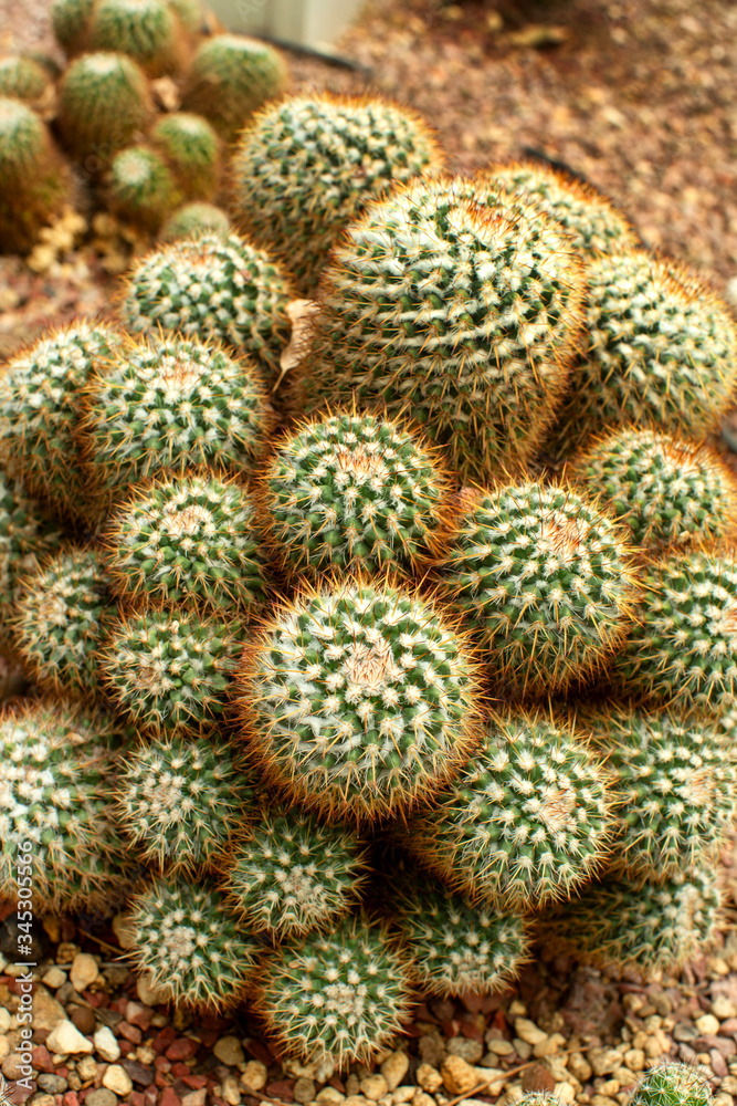 Collection of Golden Ball Cacti Collection of Golden Ball Cacti