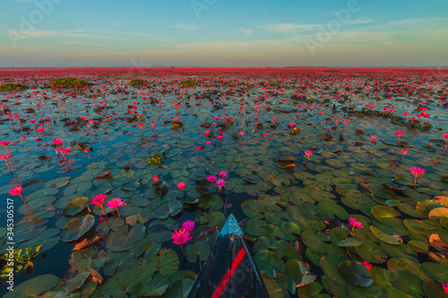 The sea of red lotus, Thailand.Beautiful nature Landscape red Lotus sea in the morning.