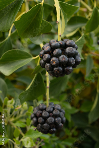 Perfect Black Ivy Berries in Spring