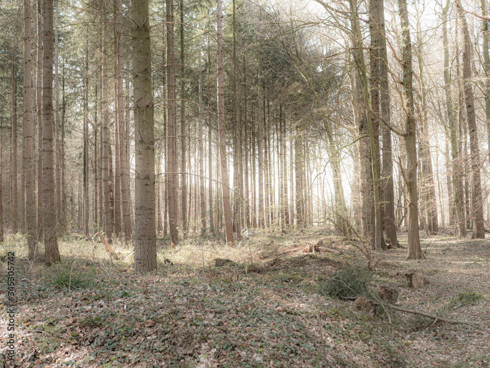 Fototapeta premium Wald 