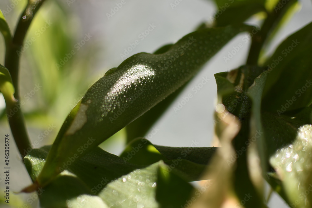 Fresh natural plants bathed in soft sunlight and drops of lovely water reflecting and adding texture Fresh natural plants bathed in soft sunlight and drops of lovely water reflecting and adding texture