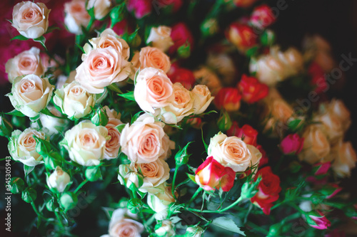 Beautiful fresh spring roses. best background for your design