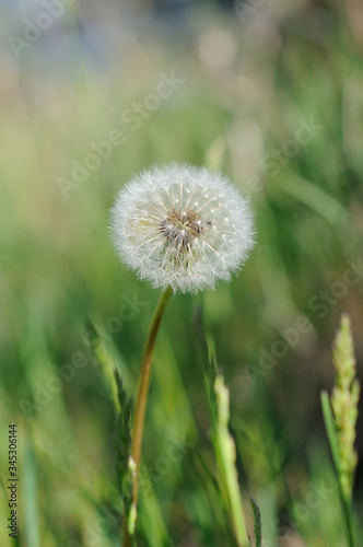 Field dandelion in spring season closeup. Shallow depth of field