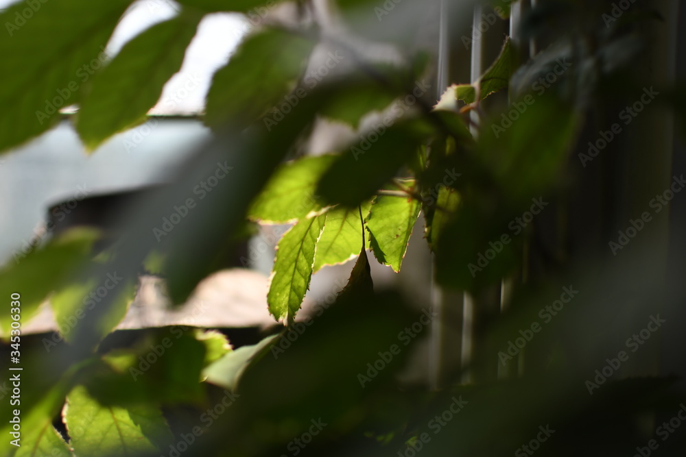 Fresh natural plants bathed in soft sunlight and drops of lovely water reflecting and adding texture Fresh natural plants bathed in soft sunlight and drops of lovely water reflecting and adding texture