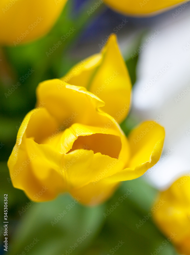 Yellow tulip flowers Yellow tulip flowers