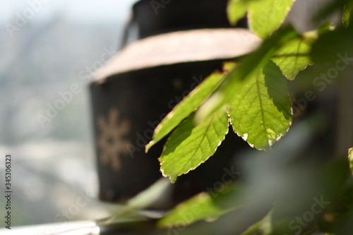 Fresh natural plants bathed in soft sunlight and drops of lovely water reflecting and adding texture