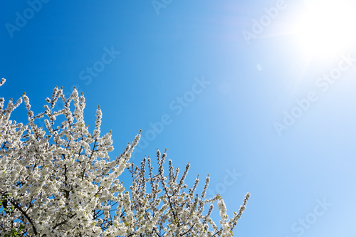 Krone eines Kirschbaums in seiner Blüte im Sonnenlicht photo