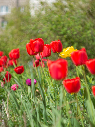 red tulips in the garden