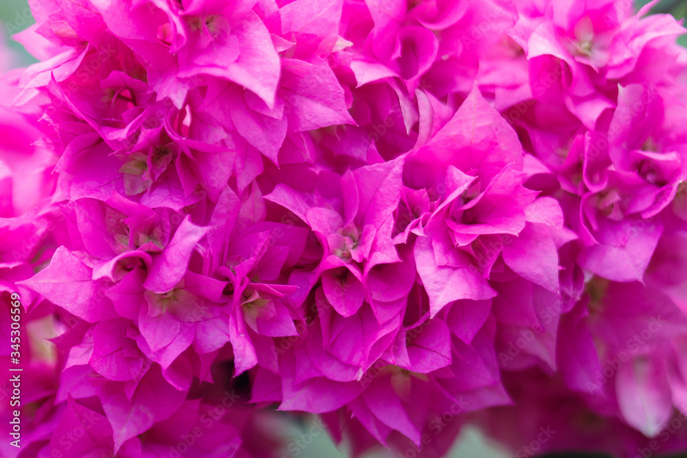 pink hydrangea flower