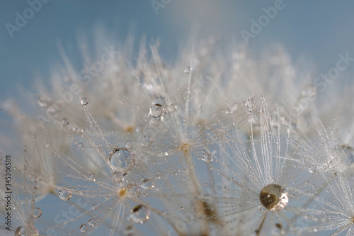 dandelion seed with water droplets macro