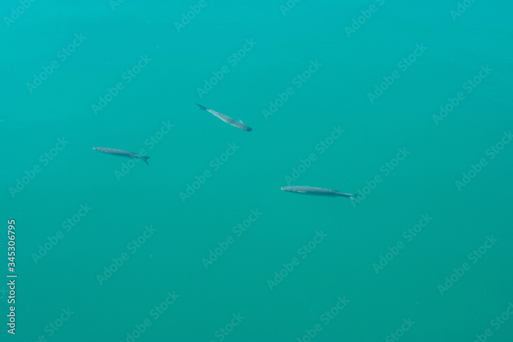 The turquoise sea and floating big fish The turquoise sea and floating big fish