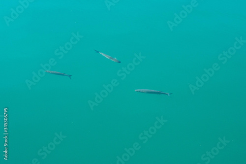 Wallpaper Mural The turquoise sea and floating big fish Torontodigital.ca