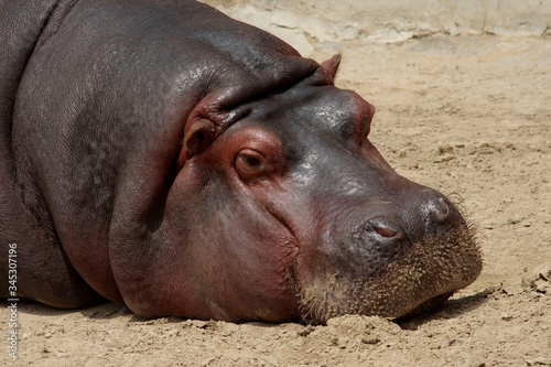 
Hippopotamus lies on the sand sunny day