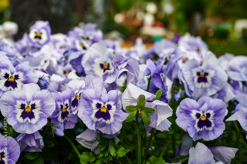 Closeup of many lilac pansies (Viola wittrockiana) in the garden. Closeup of many lilac pansies (Viola wittrockiana) in the garden.