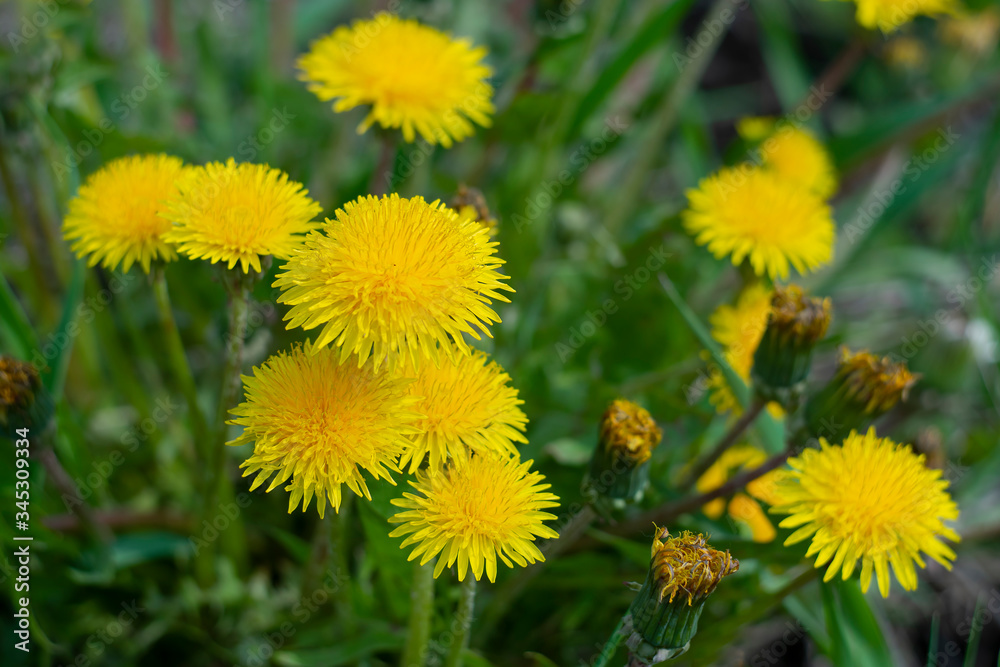 Early spring flowers dandelions on a natural background Early spring flowers dandelions on a natural background