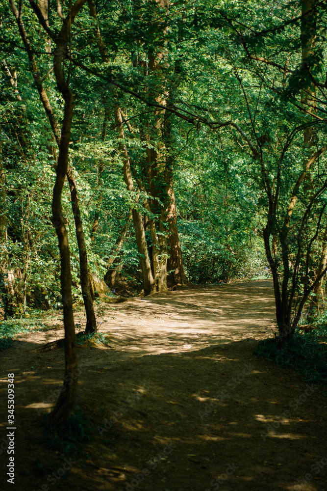 path in the forest