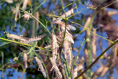 Swarm of locusts in Al Ain United Arab Emirates