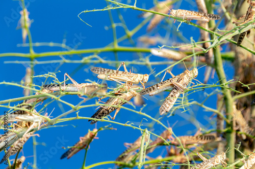 Swarm of locusts in Al Ain United Arab Emirates