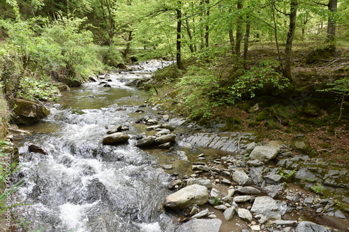 stream in the forest