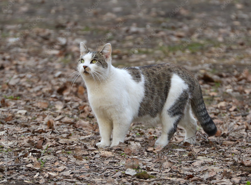 Greyish-white cat on last year's foliage looks up Greyish-white cat on last year's foliage looks up