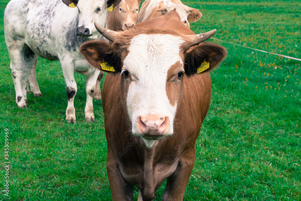 Beautiful alpine cow, a little calf on a field in the Alps. Beautiful alpine cow, a little calf on a field in the Alps.
