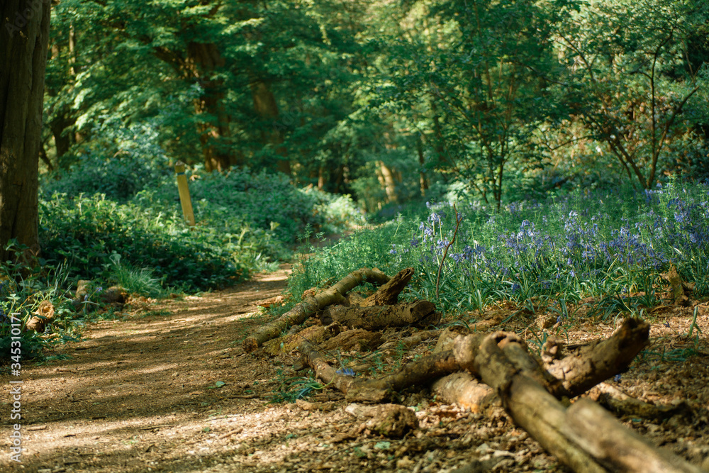path in the forest