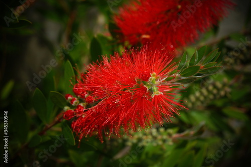 Red flower of Callistemon citrinus or Bottlebrush plant