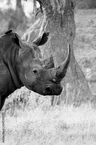 Rhino photo