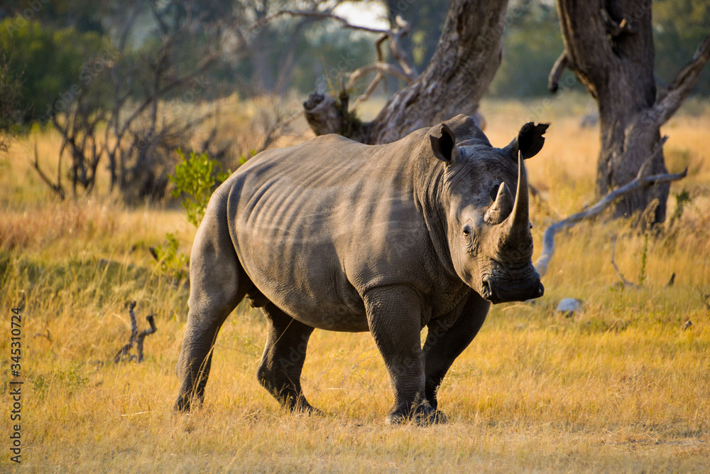 Obraz premium Rhino I