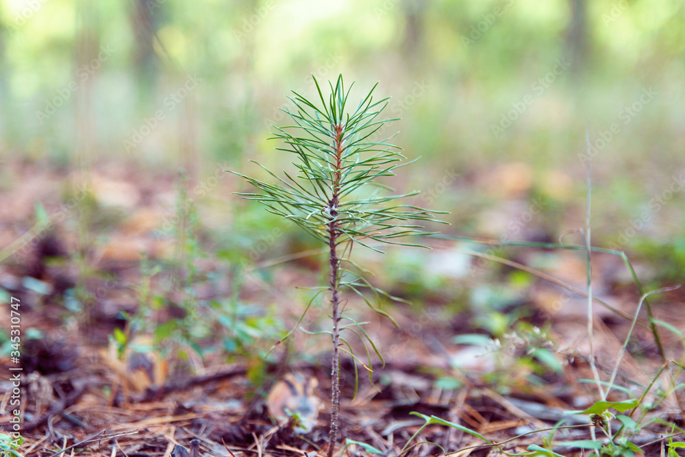 Young pine sprout growing on blurred green background with copy space. Ground in forest covered with pine needles, soft selective focus.