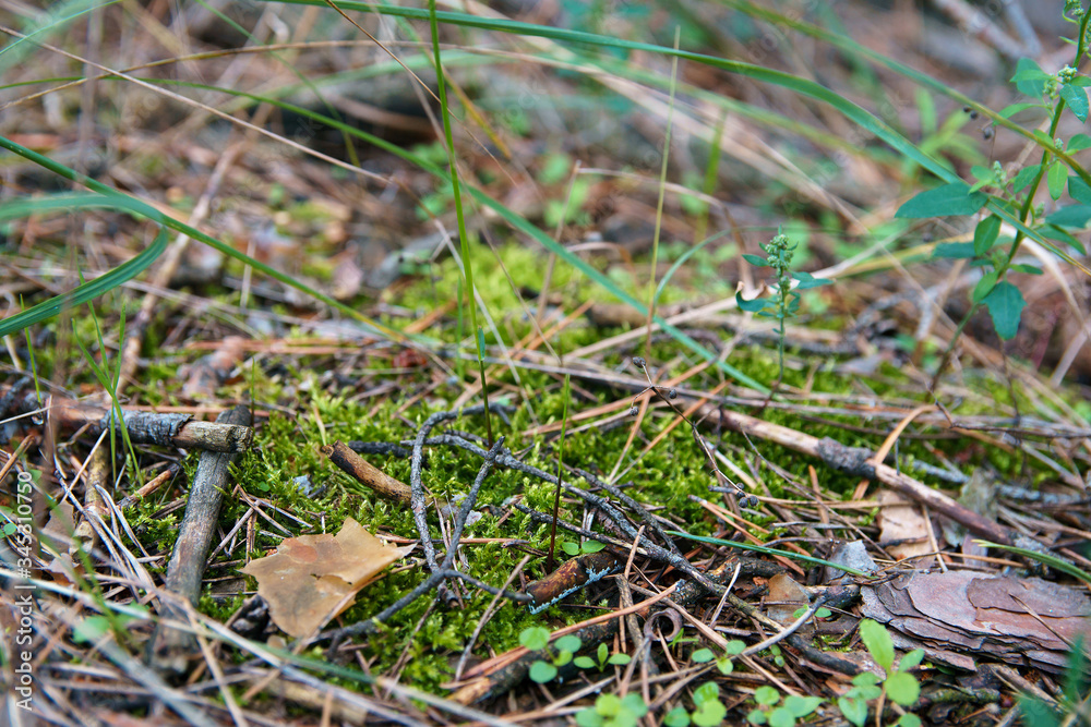 Fallen dry needles covering ground. Summer in subtropical forest. Woodland ecology, soft selective focus.