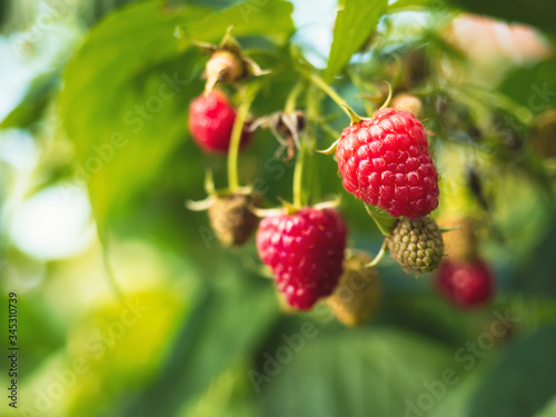 Natural food - fresh red raspberries in a garden. Bunch of ripe raspberry fruit - Rubus idaeus - on branch with green leaves on a farm. Close-up, blurred background