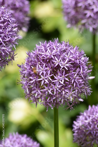 Allium flowers closeup