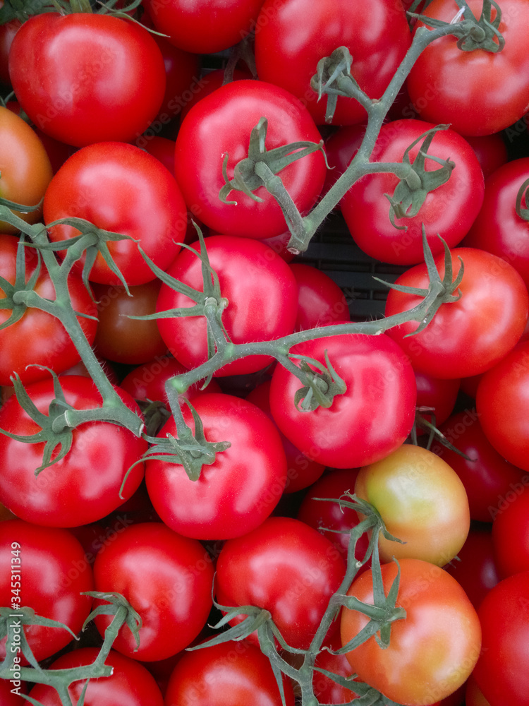 Background of group red tomatoes. Ripe natural branch tomatoes. Background of group red tomatoes. Ripe natural branch tomatoes.