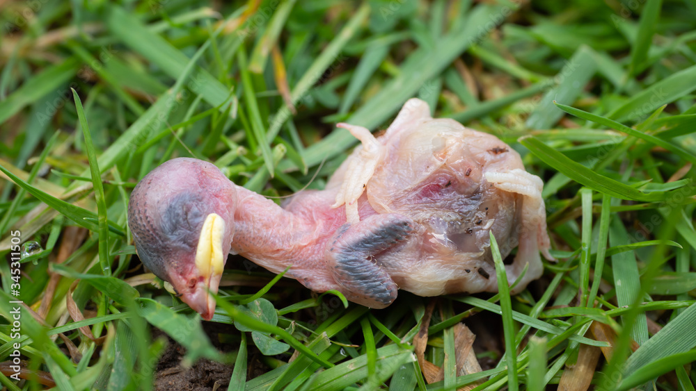 Obraz premium Newly hatched dead chick found on a lawn in a British garden in spring time. Possibly a common house sparrow. No obvious sign of predation. Died in nest