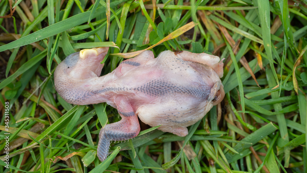 Newly hatched dead chick found on a lawn in a British garden in spring time. Possibly a common house sparrow. No obvious sign of predation. Died in nest Newly hatched dead chick found on a lawn in a British garden in spring time. Possibly a common house sparrow. No obvious sign of predation. Died in nest