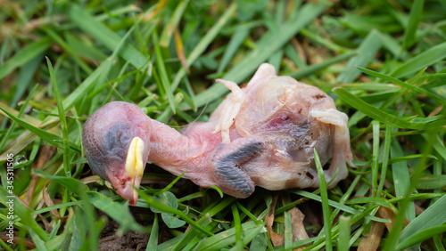 Newly hatched dead chick found on a lawn in a British garden in spring time.  Possibly a common house sparrow.  No obvious sign of predation. Died in nest © Robyn of Exeter