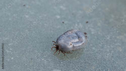 Live engorged tick found in damp nesting material formally used by a  European Hedgehog as a hibernaculum.  Hedgehog ticks have been known to carry Lyme disease in the UK
