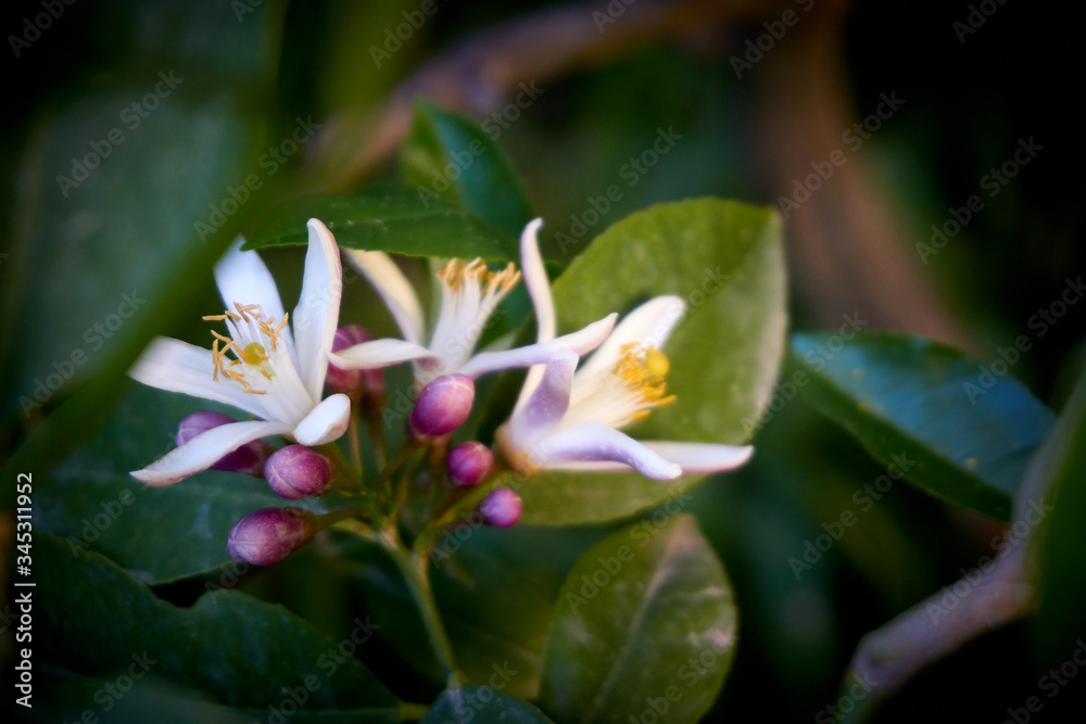 Fresh spring blossoms and flowers of a lemon tree Fresh spring blossoms and flowers of a lemon tree