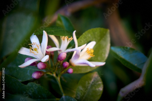 Fresh spring blossoms and flowers of a lemon tree