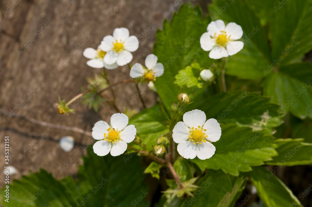 Beautiful white flowers of strawberry. Close up of the strawberry plant with blooming flowers in the garden Beautiful white flowers of strawberry. Close up of the strawberry plant with blooming flowers in the garden