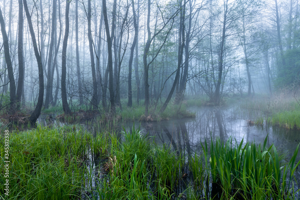 Obraz premium Foggy forest landscape in spring
