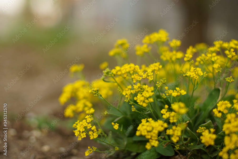 Yellow alissum bush flowers grow in the garden Yellow alissum bush flowers grow in the garden