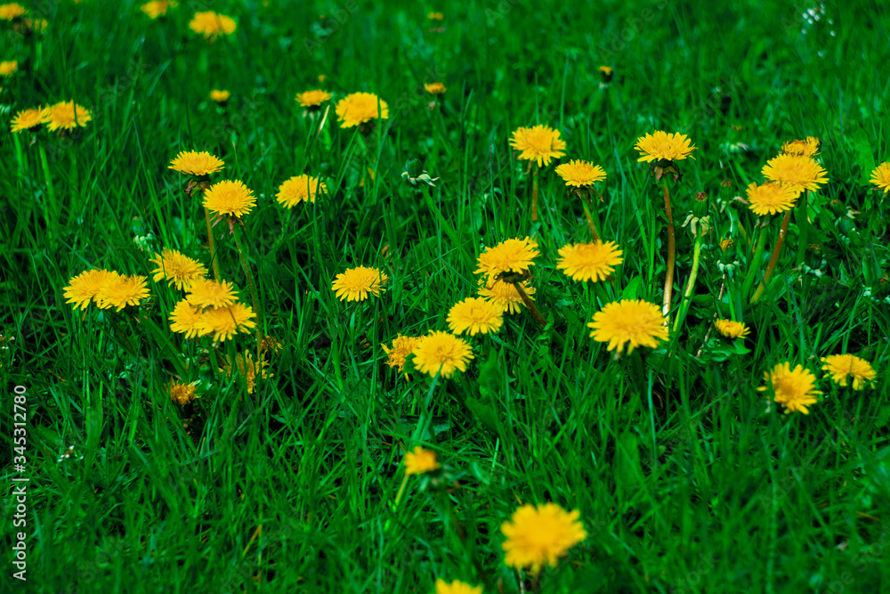 Bright dandelions on a background of green meadow. Horizontal photo. Spring atmosphere.