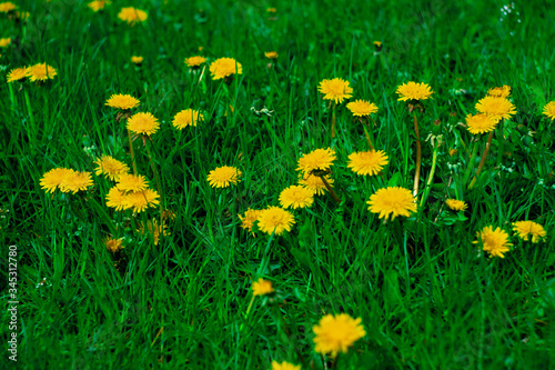 Bright dandelions on a background of green meadow. Horizontal photo. Spring atmosphere.